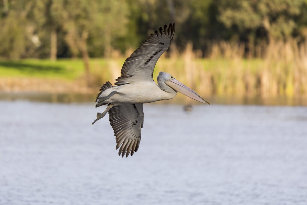 Pelican flying over Sale Common