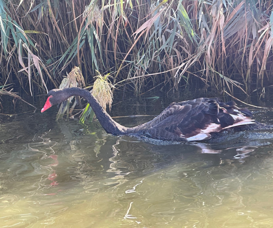 Black Swan in reeds of Tarwin River