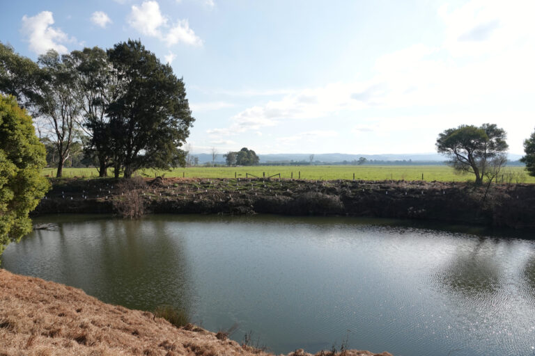 Revegetation on banks of Rainbow Creeek