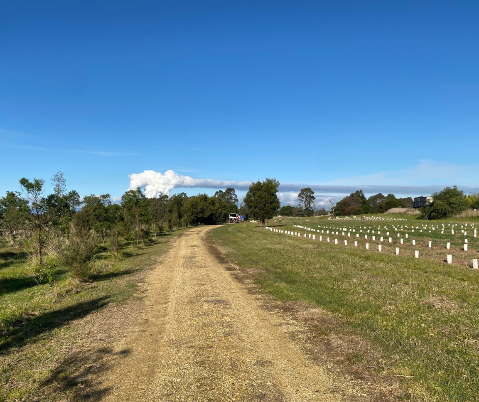 Gippsland Plains Rail Trail with new plantings on the border