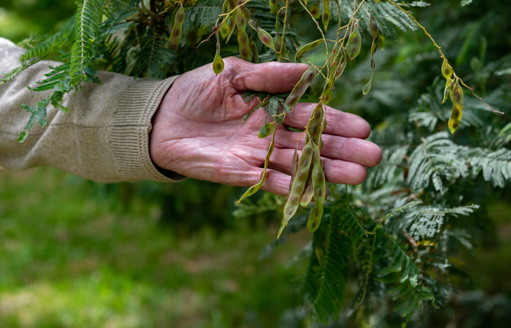 John Topp showing the seed buds on a tree at Mossvale Park