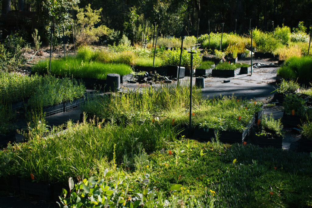 Tubestock in the nursery of John Topp